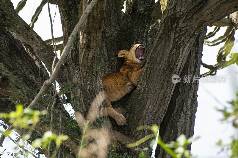 小狮子(Panthera leo)躲在树上